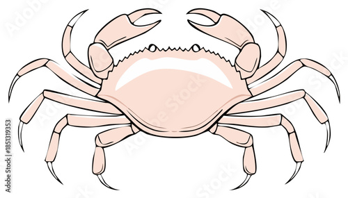 Simple line art illustration of a beige crab with outlined claws and legs