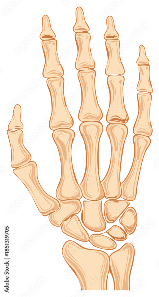 Fototapeta premium Human hand skeletal structure illustration anatomical diagram