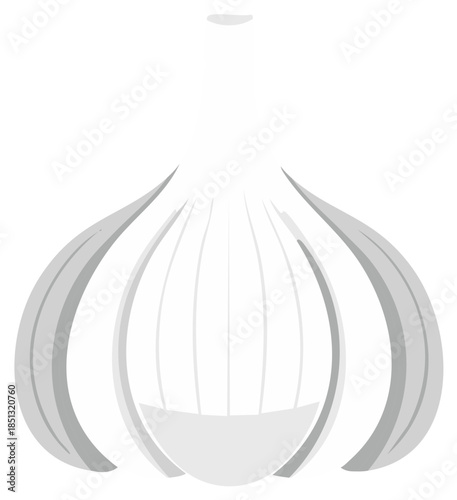 Vector illustration of garlic bulb with segments in shades of white and gray tones
