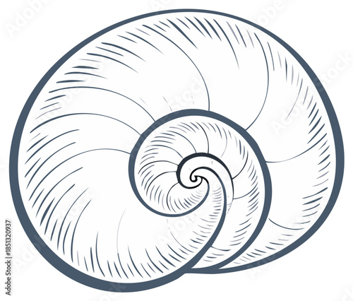 Elegant Seashell Spiral: Decorative Marine Mollusk Shell Design Illustration