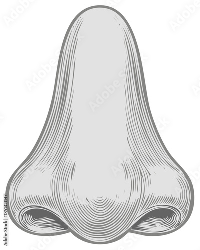 Engraved Style Human Nose Vector Anatomy Illustration Facial Feature Detail