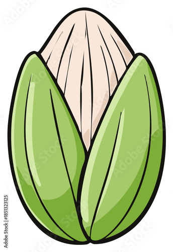 Fresh green corn on the cob illustration partially shucked showing edible kernels