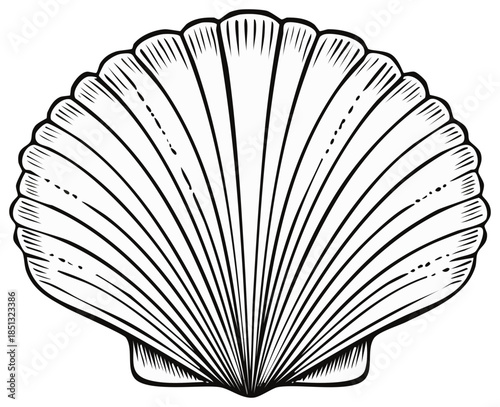 Classic Hand Drawn Scallop Seashell Outline Engraved Illustration