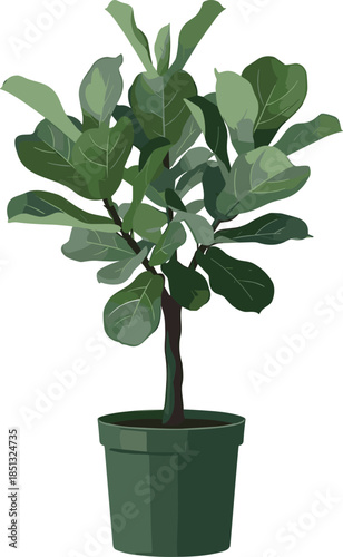 Lush Green Potted Fiddle Leaf Fig Indoor Houseplant for Modern Home Interior Decorating cad drawing flat vector illustration