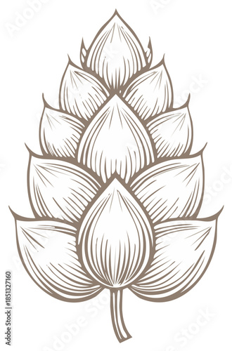 Stylized Line Drawing of a Single Hop Cone with Petal Detail
