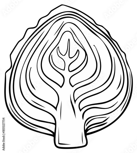Cross section of a fresh cabbage showing its layered leaves and internal structure in a simple line drawing style