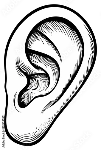 Detailed Human Ear Illustration: Anatomical Study in Black and White Line Art, Auditory Organ Close Up Showing Intricate Detail