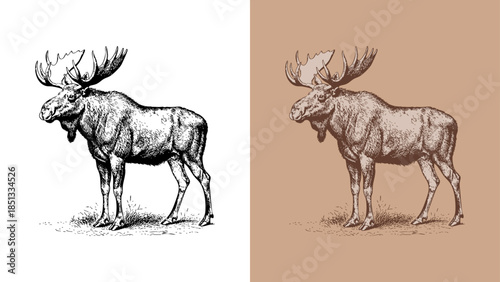 Vintage Moose Etching/Engraving Illustration