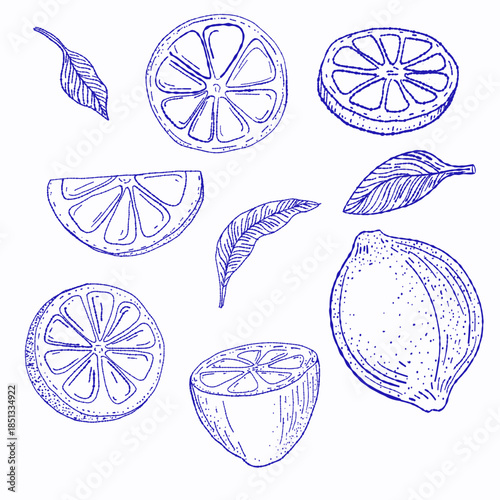 Sketch of lemon elements, half, slice of lemon isolated, vector blue line art