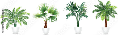 Collection of Potted Palm Plants
