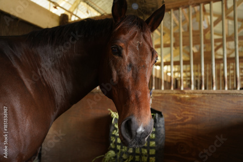Foto Close-up side profile of a beautiful brown horse wearing a blue halter in a barn