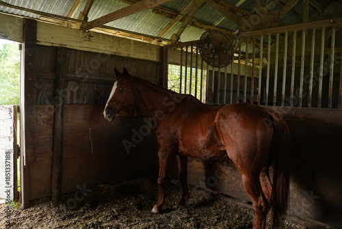 Foto Close-up side profile of a dark bay horse with a sleek coat and alert expression