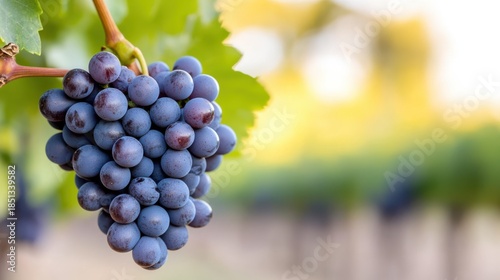 Ripe grapes ready for harvest in Samaniego, La Rioja Alavesa vineyard