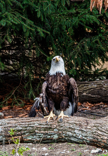 a bold eagle, USA's national animal