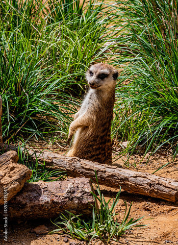 a curious meerkat in the zoo