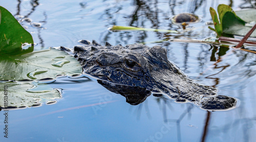 the head of an alligator pointing out of the water
