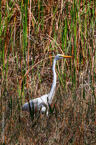 a crane looking for fish in the verglades