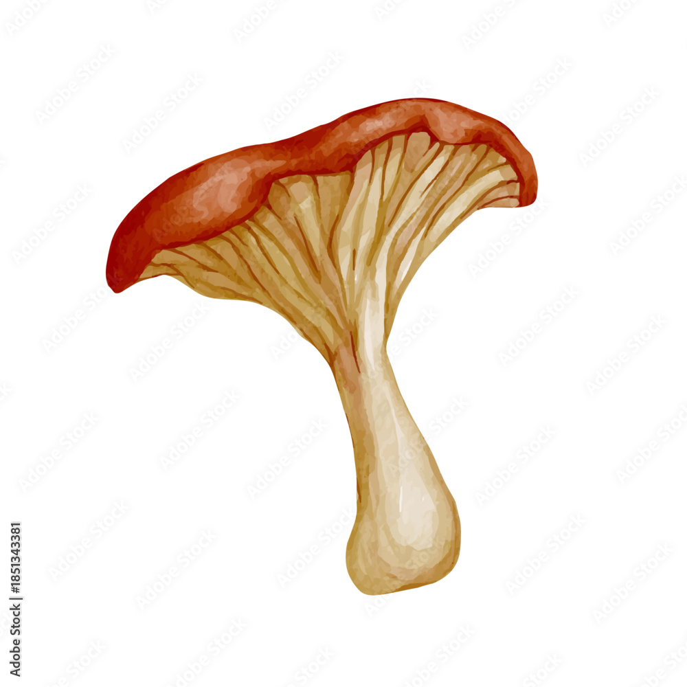 Fototapeta premium Forest porcini mushroom, forest plants. Vector graphics.