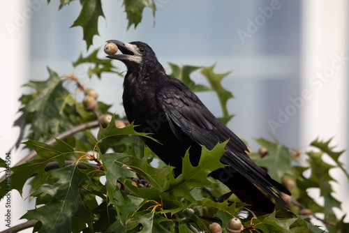 Close-up of a Rook (Corvus frugilegus) holding an acorn in its beak while perched in an oak tree