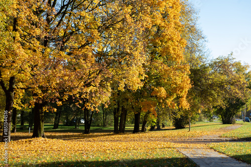Bright yellow autumn leaves covering a suburban park and road in Vilnius, Lithuania
