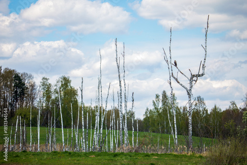 A solitary bird of prey perched on a bare white birch tree branch