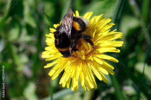 Close-up macro photograph of a bumblebee gathering pollen from a bright yellow dandelion flower in a green meadow