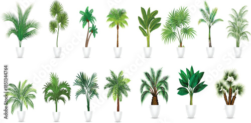 Set of isolated tropical palm trees and green coconut leaves featuring a nature-inspired vector illustration of summer plant silhouettes for beach vacation and island landscape design