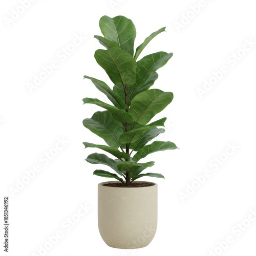 Fiddle Leaf Fig Plant in Beige Pot Isolated on White Background Still Life