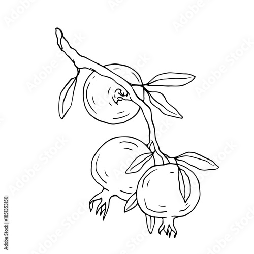 Simple line sketch of pomegranate branches with fruits. Vector graphics.