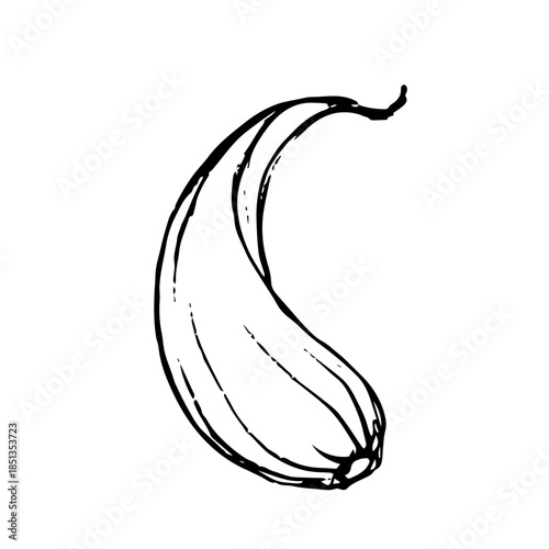 Decorative sketch of garlic root. Vector graphics.