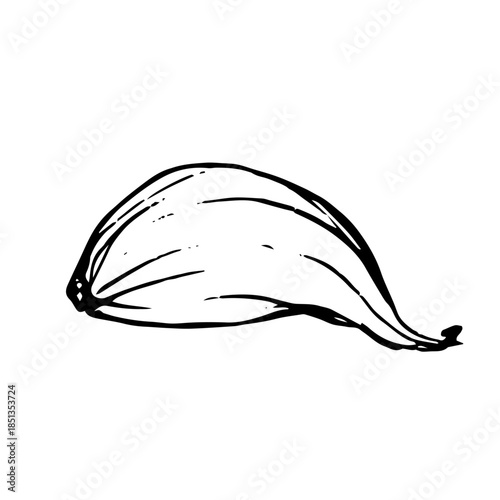 Decorative sketch of garlic root. Vector graphics.