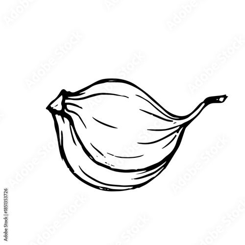 Decorative sketch of garlic root. Vector graphics.