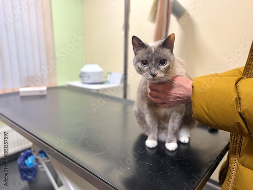Fotografia Gray cat standing on veterinary examination table while being gently held by a p