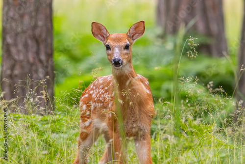 White-tailed deer fawn in a forest in Finland.
