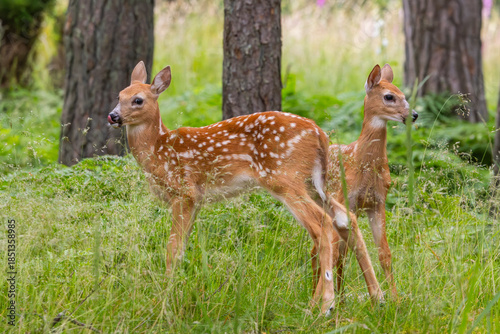 White-tailed deer fawn in a forest in Finland.