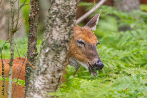 A white-tailed deer peeks from behind a tree