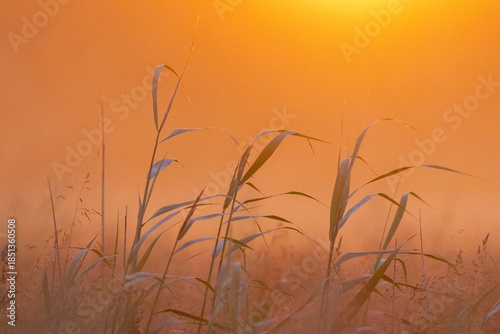 Morning light in an agricultural field in Finland