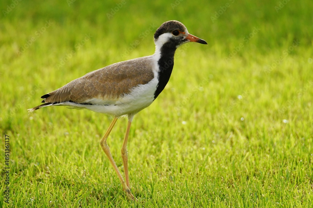 Fototapeta premium Juvenile Western red-wattled lapwing (Vanellus indicus aigneri) on a meadow in Sharjah, United Arab Emirates