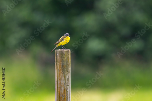 A yellow wagtail