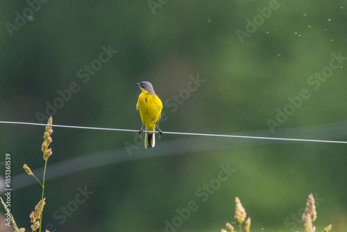 A yellow wagtail
