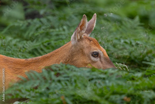 A white-tailed deer in a forest in Finland
