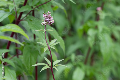 Wasserdost (Eupatorium cannabinum), junge Blüte