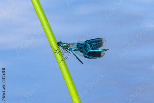 A beautiful demoiselle