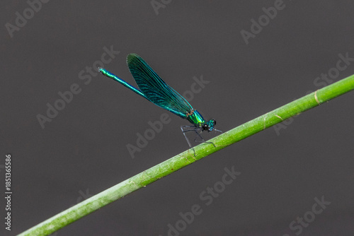 A beautiful demoiselle