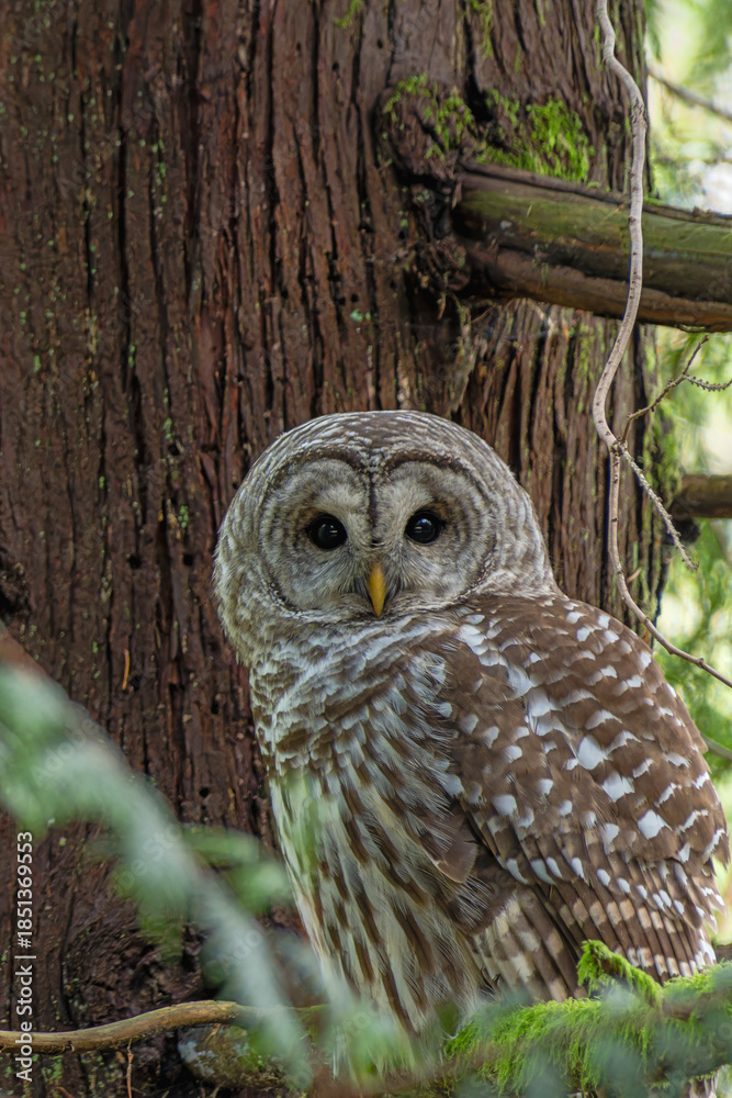 Fototapeta premium Barred Owl looking right at the camera