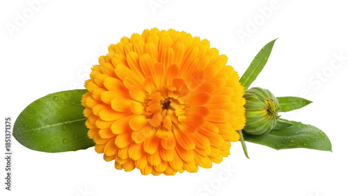 Tableau sur toile Bright orange calendula flower isolated PNG on transparent background, vibrant b