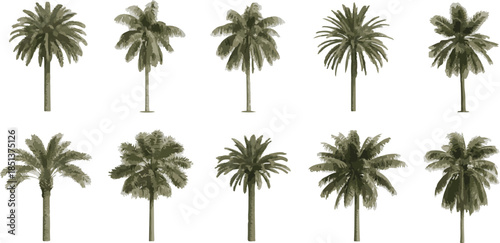 Collection of 3D Vector Palm Trees with Varied Foliage and Trunk Styles for Landscape Design