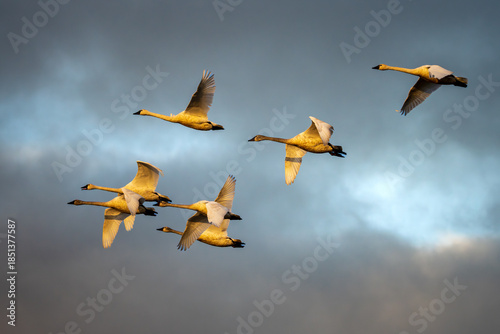 Tundra Swans (Cygnus columbianus)  in flight against a stormy morning sky. Finley National Wildlife Refuge, Oregon.