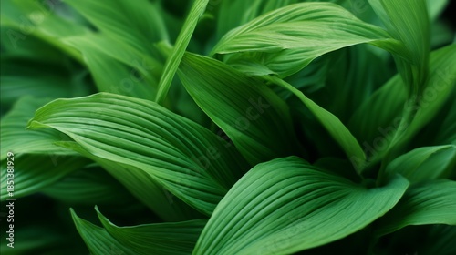 spathiphyllum. Abstract tropical leaves with natural gradient lighting and so...