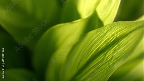 spathiphyllum. Abstract tropical leaves with natural gradient lighting and so...